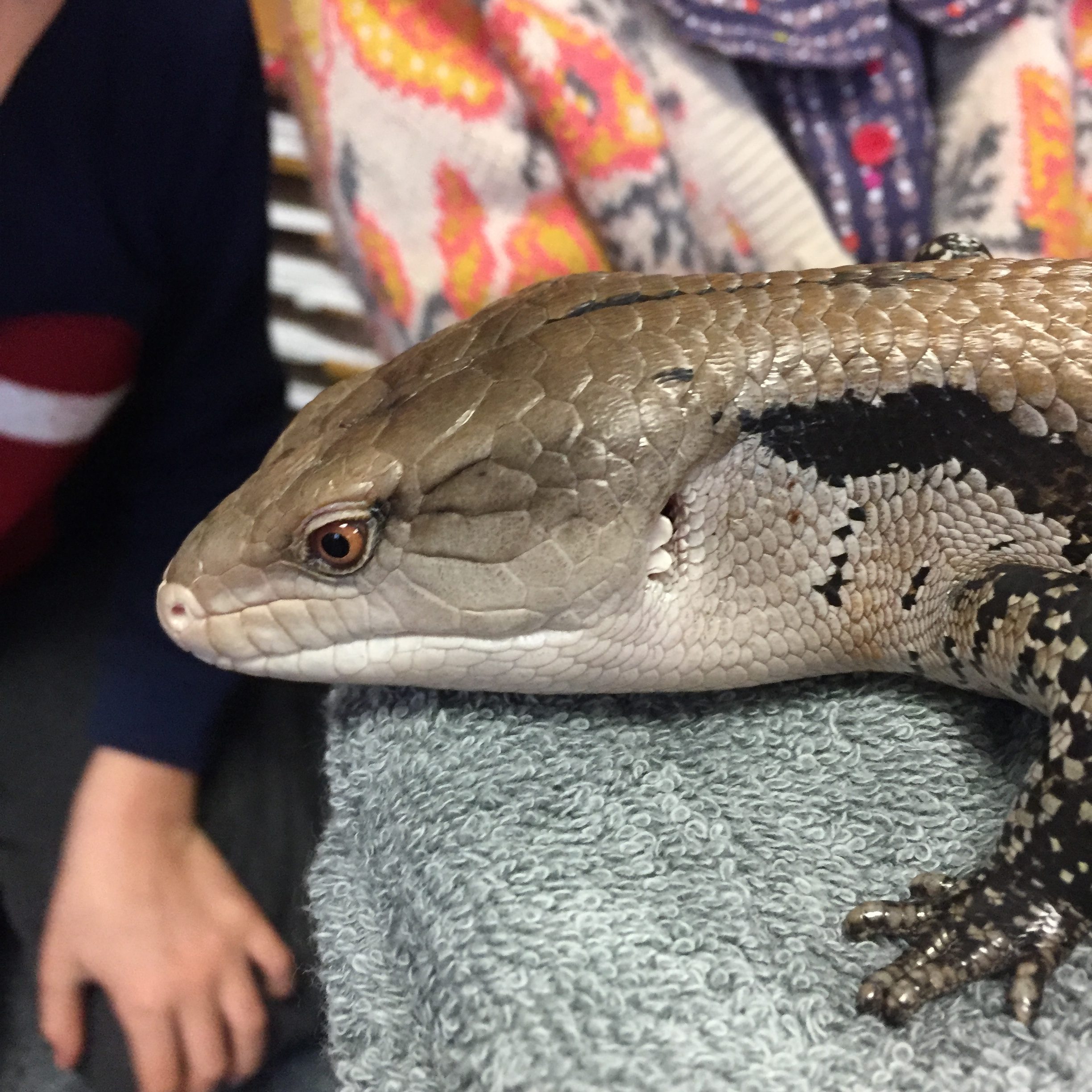 skink stuffed animal